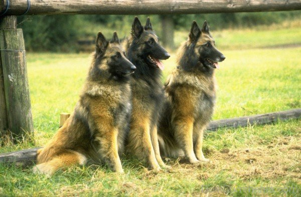Belgian Shepherd Dogs