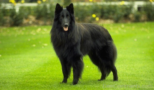 Belgian Shepherd On Grass-ADB00213DC00DC13