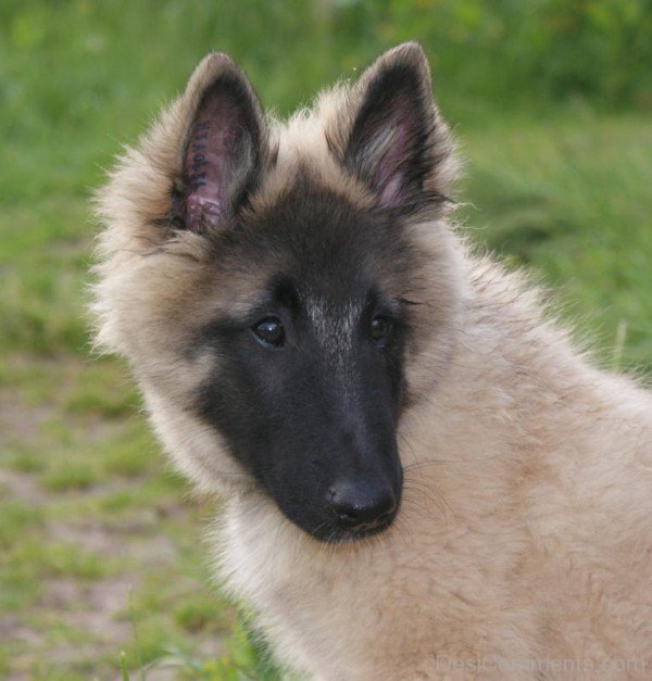 Belgian Shepherd Photo-ADB00204DC00DC04