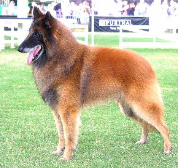 Belgian Shepherd Picture-ADB00225DC00DC25