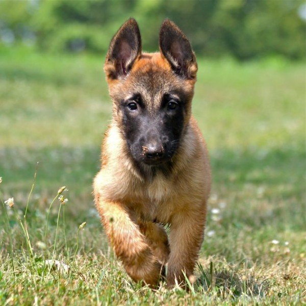 Belgian Shepherd Puppy Running-ADB00211DC00DC11