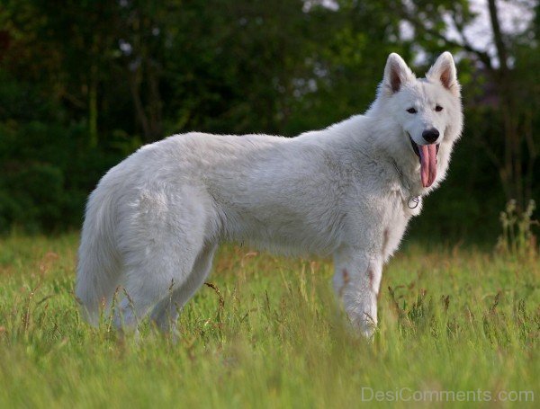 Berger Blanc Suisse-ADB96336DC90DC35