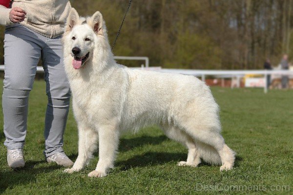 Berger Blanc Suisse Dog-ADB96368DC90DC70