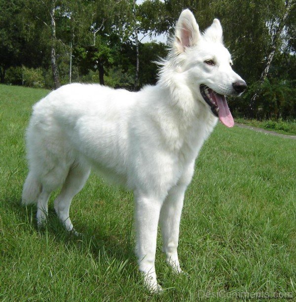 Berger Blanc Suisse Dog Breed-ADB96399DC90DC99