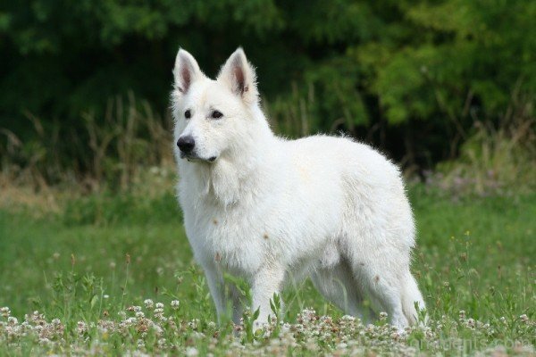 Berger Blanc Suisse Dog Image-ADB96354DC90DC57