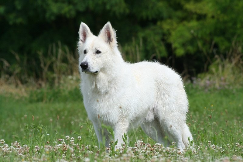 Berger Blanc Suisse Dog Image - Desi Comments