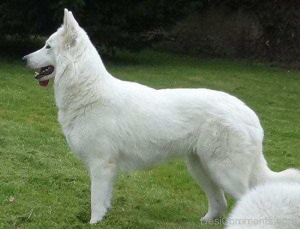 Berger Blanc Suisse Dog On Grass-ADB96347DC90DC48