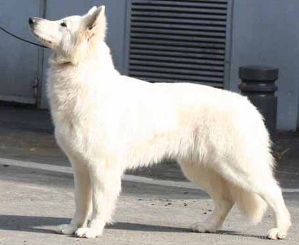 Berger Blanc Suisse Dog On Road-ADB96304DC90DC03