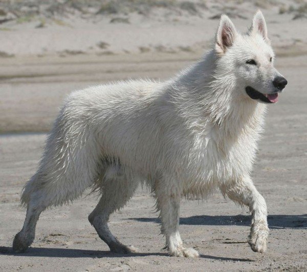 Berger Blanc Suisse Dog On Sand-ADB96318DC90DC22