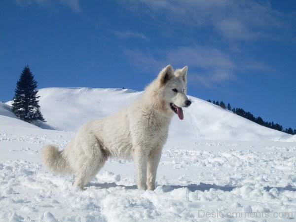 Berger Blanc Suisse Dog On Snow-ADB96393DC90DC93