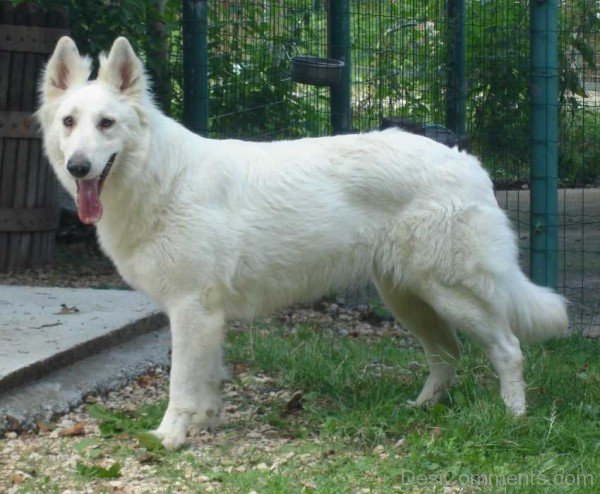 Berger Blanc Suisse Dog Photo-ADB96312DC90DC13