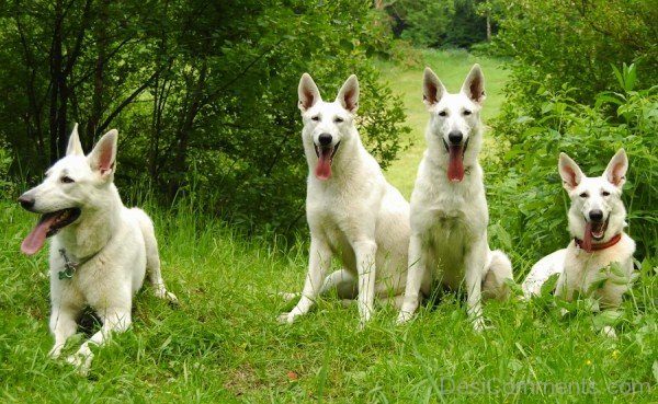 Berger Blanc Suisse Dogs