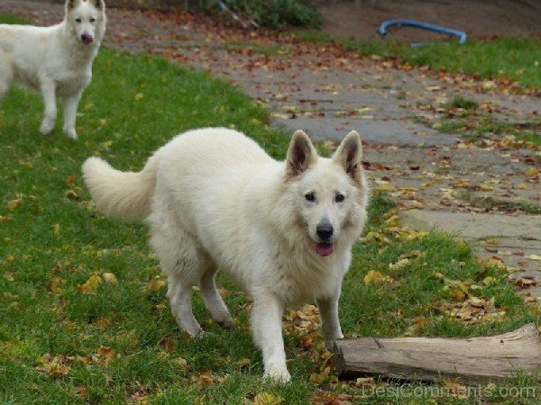 Berger Blanc Suisse Dogs In Park