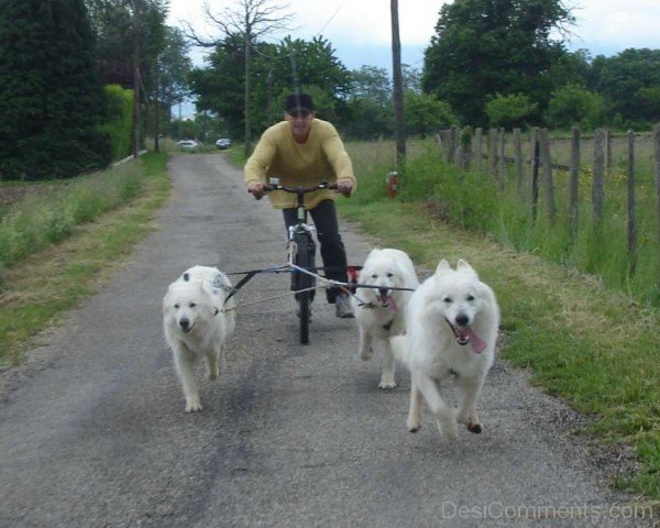 Berger Blanc Suisse Dogs With Owner