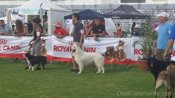 Berger Blanc Suisse In Dog Show-ADB96371DC90DC71