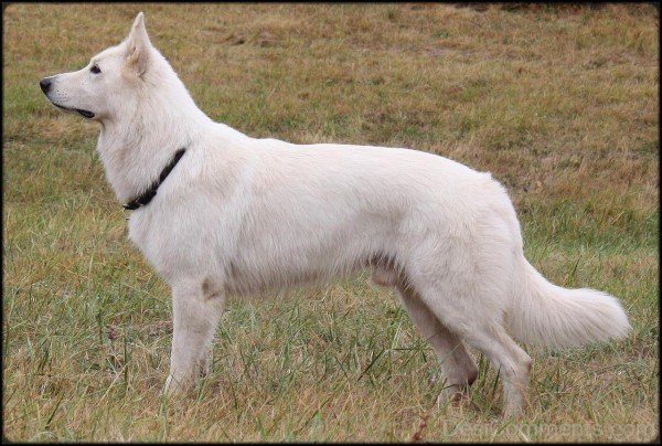 Berger Blanc Suisse In Dry Place-ADB96379DC90DC80