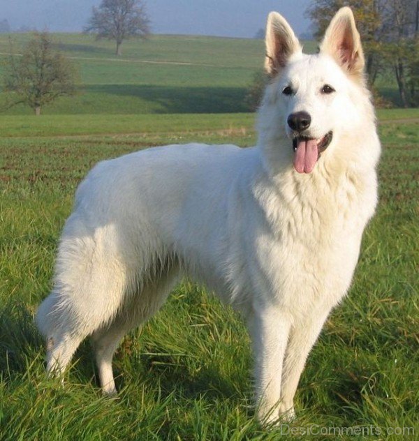 Berger Blanc Suisse In Field-ADB96324DC90DC21