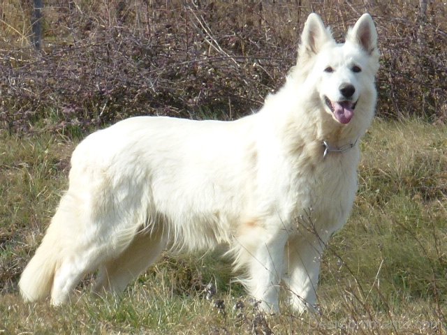 Berger Blanc Suisse In Forest - DesiComments.com