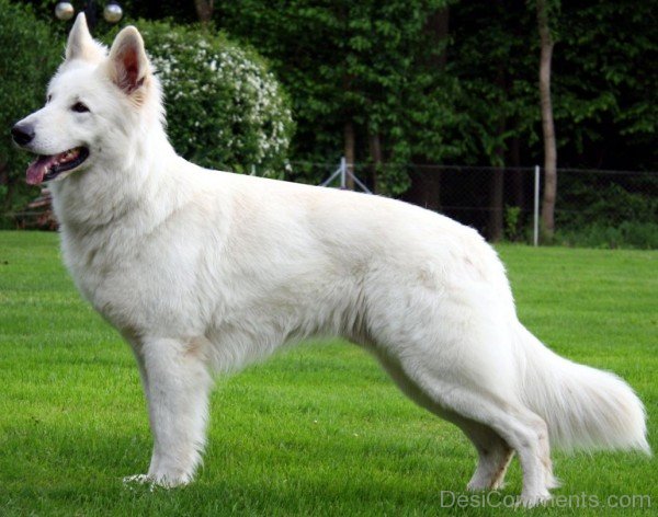 Berger Blanc Suisse In Gardan-ADB96366DC90DC66