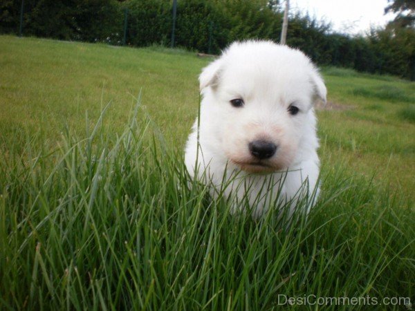 Berger Blanc Suisse In Grass-ADB96352DC90DC49