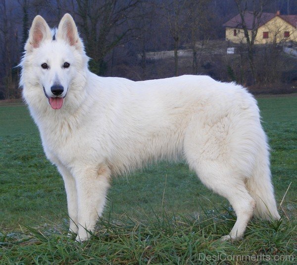 Berger Blanc Suisse In Park-ADB96387DC90DC87