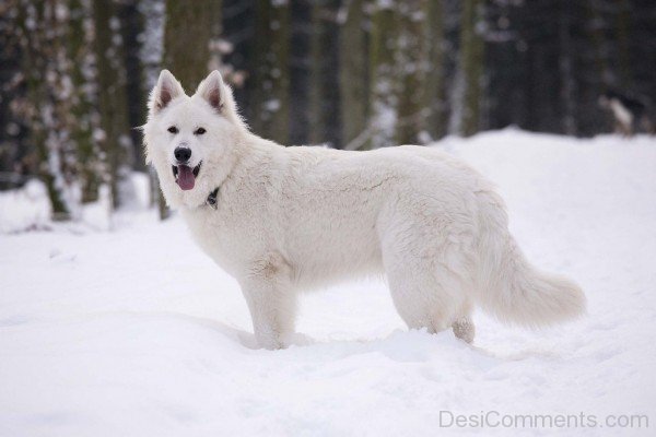 Berger Blanc Suisse In Snow-ADB96329DC90DC27