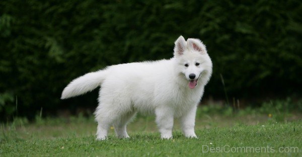 Berger Blanc Suisse On Grass-ADB96344DC90DC43