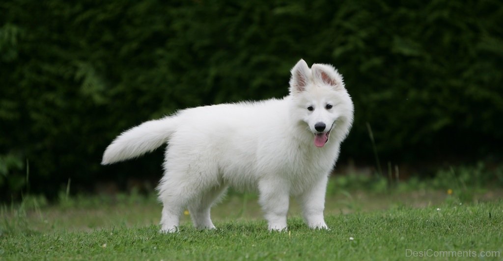 Berger Blanc Suisse On Grass - DesiComments.com