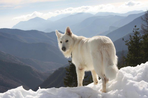 Berger Blanc Suisse On Snow-ADB96319DC90DC18