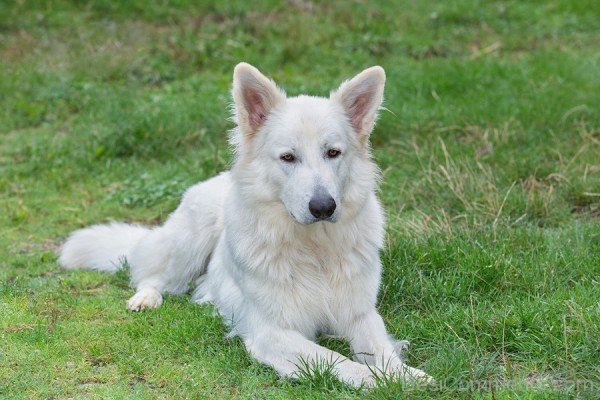 Portrait of beautiful dog - White Swiss Sheepdog