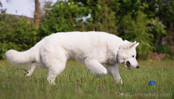 Berger Blanc Suisse Playing With Ball-ADB96359DC90DC56