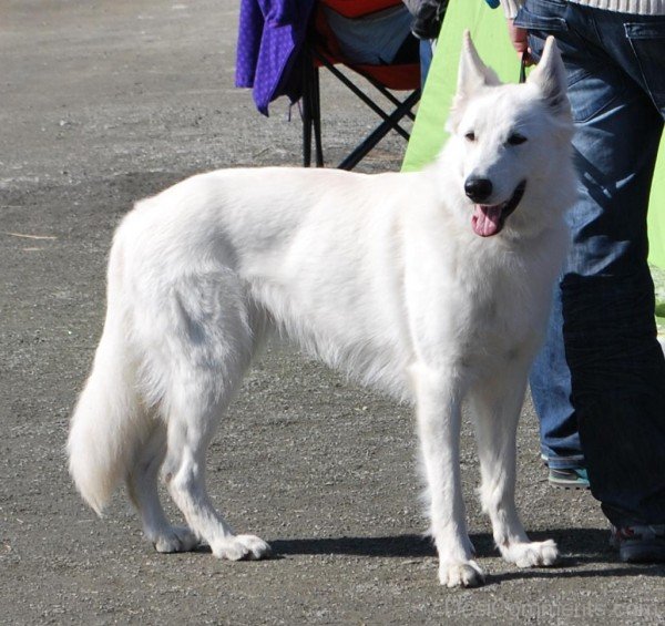 Berger Blanc Suisse Powerful Dog