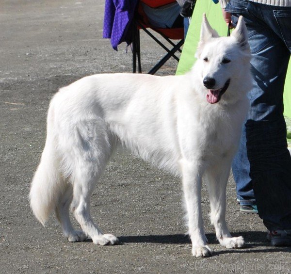 Berger Blanc Suisse Powerful Dog-ADB96345DC90DC44