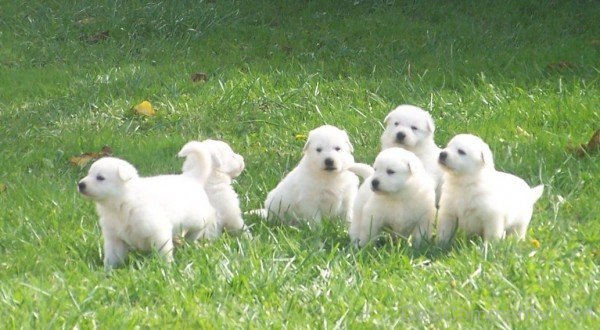 Berger Blanc Suisse Puppies Image-ADB96339DC90DC38