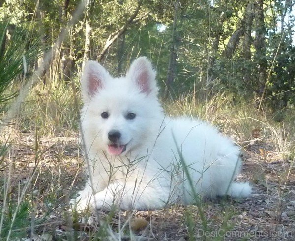 Berger Blanc Suisse Puppy-ADB96381DC90DC82