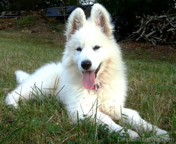 Berger Blanc Suisse Puppy Image-ADB96377DC90DC76