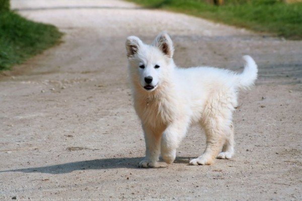 Berger Blanc Suisse Puppy On Road-ADB96357DC90DC53