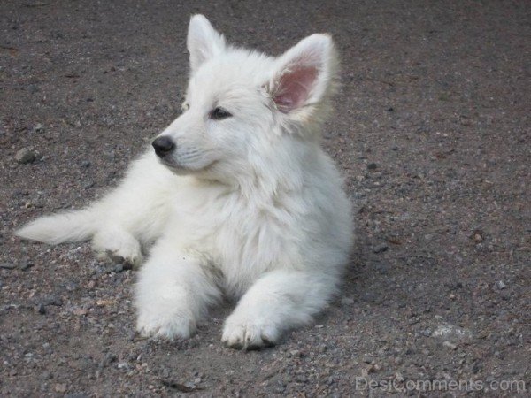 Berger Blanc Suisse Puppy On Sand-ADB96328DC90DC26