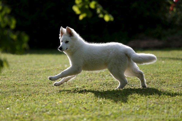 Berger Blanc Suisse Running Puppy-ADB96378DC90DC77