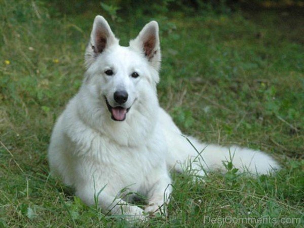 Berger Blanc Suisse Sitting-ADB96305DC90DC05