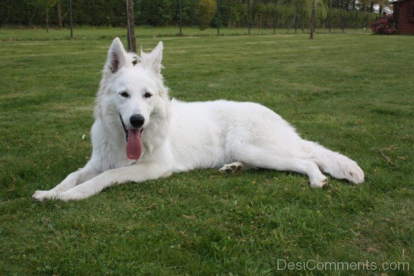 Berger Blanc Suisse Sitting On Grass-ADB96331DC90DC31