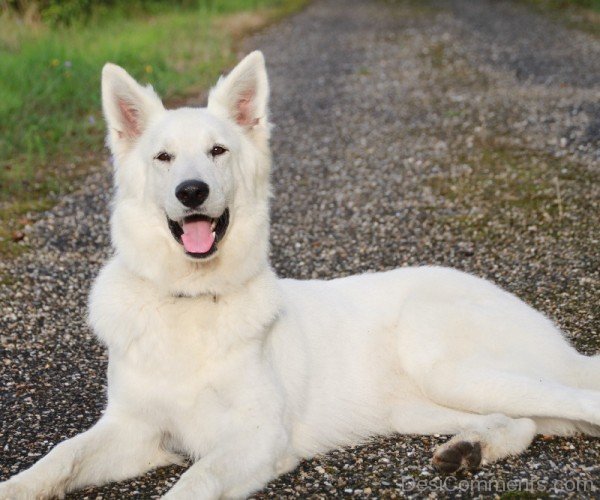 Berger Blanc Suisse Sitting On Road-ADB96370DC90DC69