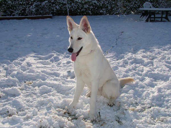 Berger Blanc Suisse Sitting On Snow-ADB96388DC90DC89