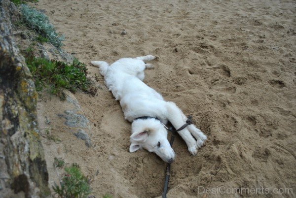 Berger Blanc Suisse Sleeping On Sand