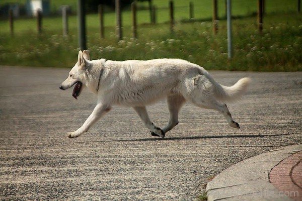 Berger Blanc Suisse Walking On Road-ADB96326DC90DC30