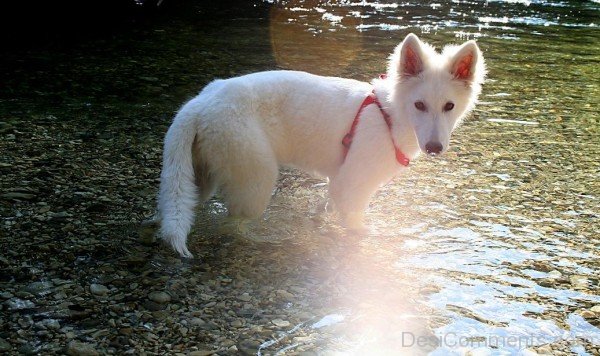 Berger Blanc Suisse White Puppy-ADB96355DC90DC58