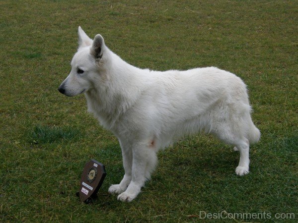 Berger Blanc Suisse Winner Dog-ADB96385DC90DC86