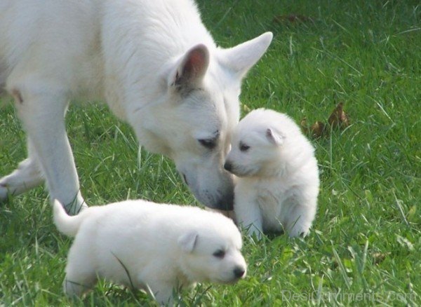 Berger Blanc Suisse With Puppies-ADB96341DC90DC41