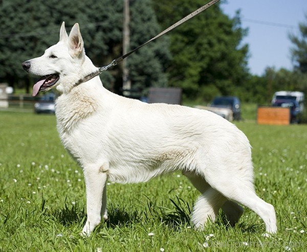 Berger Blanc Suisse Working Dog-ADB96380DC90DC79