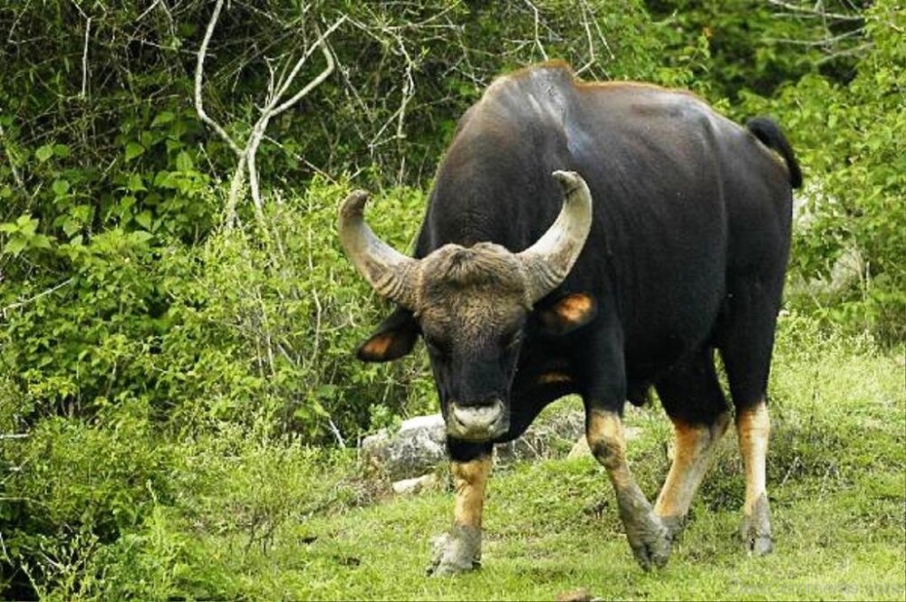 Big Gaur Animal 